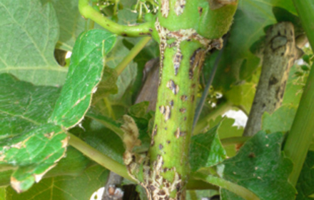 Excorise vigne 310x290