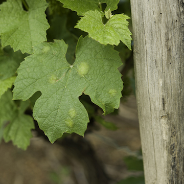 Mildiou vigne feuille 1 360x360