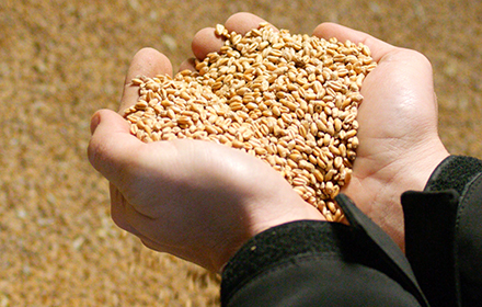 main contenant des grains de blé pour vérifier leur qualité