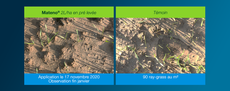 Diaporama de deux photos comparant à gauche les résultats de la bonne efficacité d'application de l'herbicide d'automne MATENO sur ray-grass/m2 par rapport à la photo témoin de droite, infestée de 90 ray-grass au mètre carré
